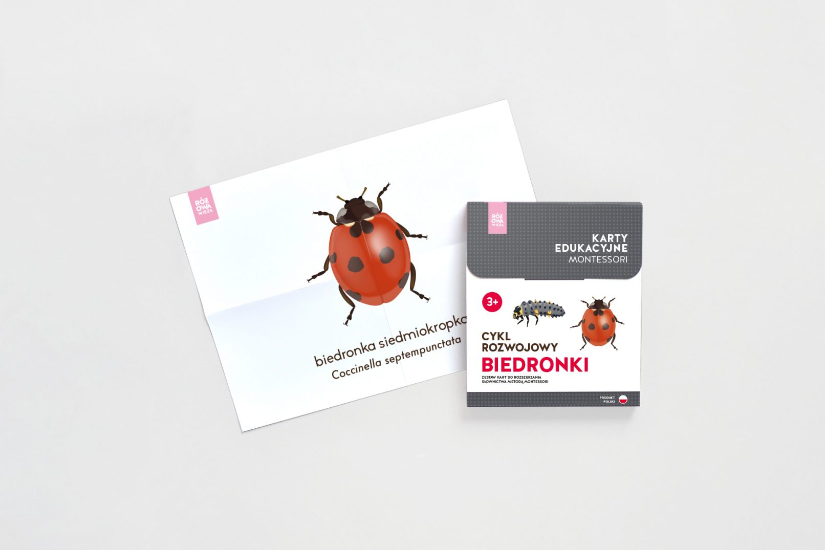 Rozowa Wieza life cycle of a ladybird Montessori card packaging