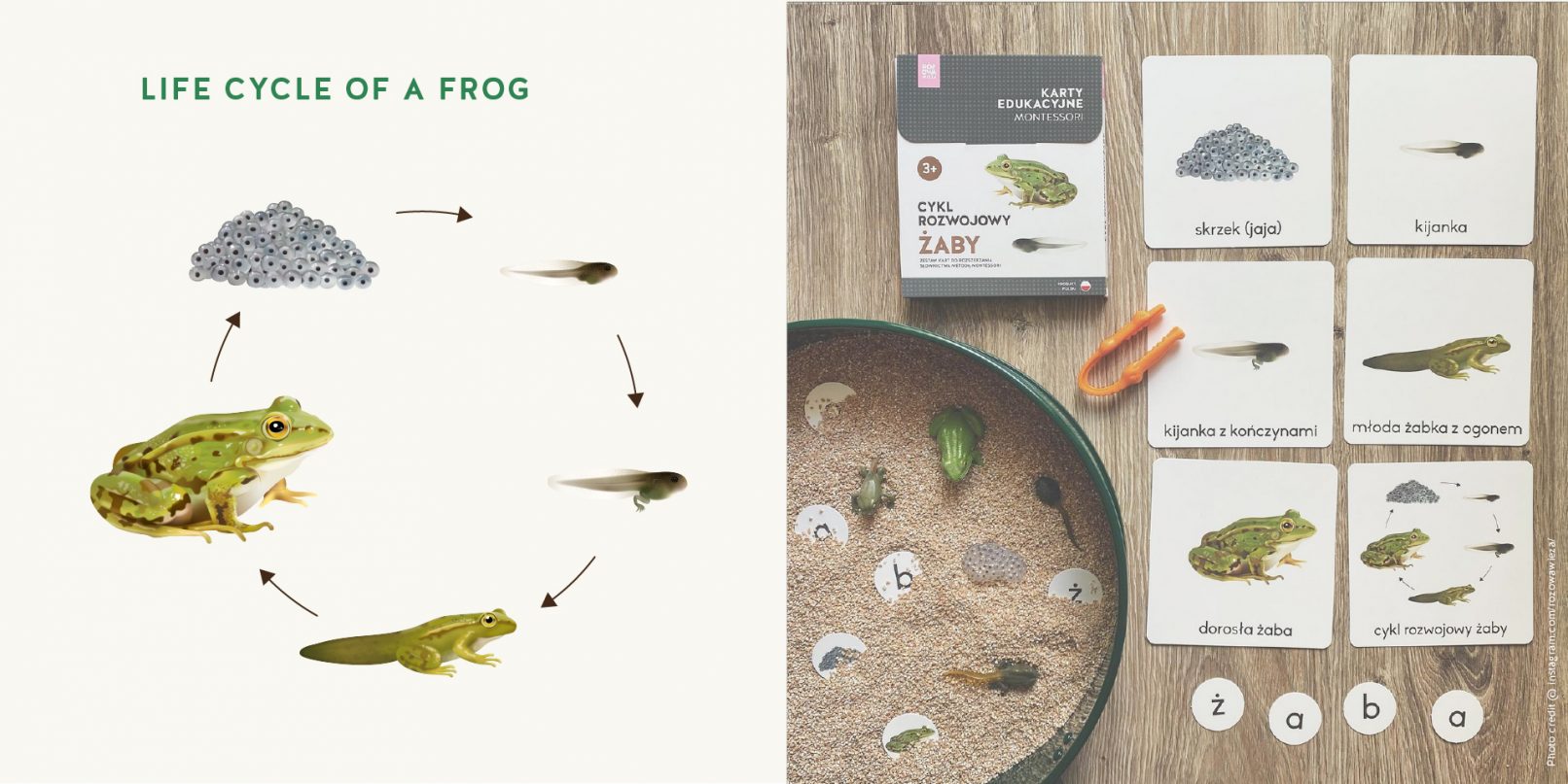 Rozowa Wieza life cycle of a frog illustration