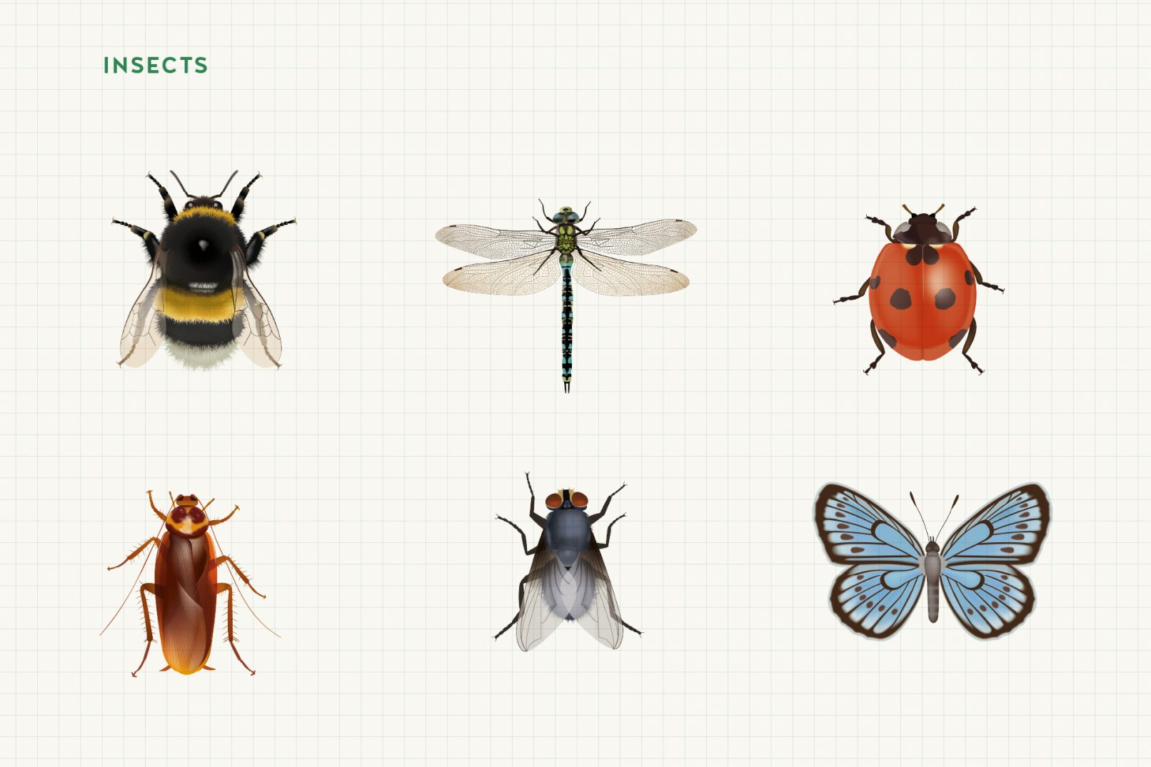 Rozowa Wieza Insects Illustrations
