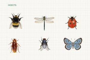 Rozowa Wieza Insects Illustrations
