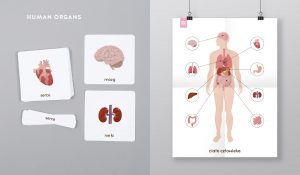 Rozowa Wieza human organs set