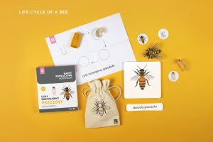 Rozowa Wieza life cycle of a bee Montessori card set