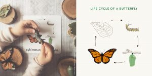 Rozowa Wieza life cycle of butterfly illustration