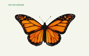 Monatch butterfly illustration